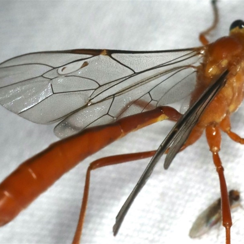 Enicospilus dubitator