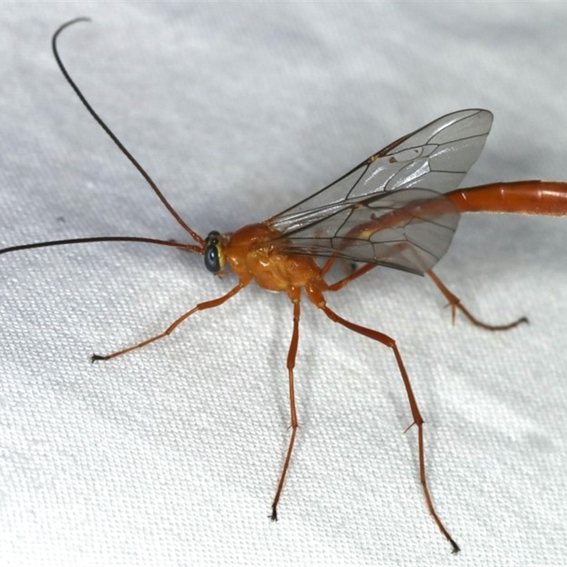 Enicospilus dubitator