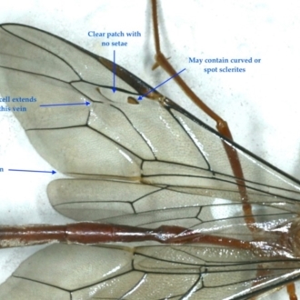 Diagnostic wing venation features