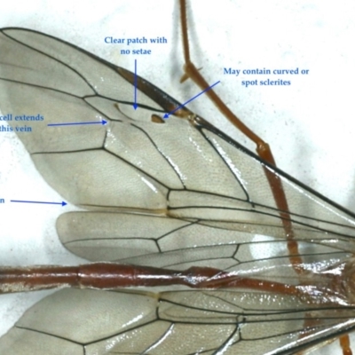 Enicospilus sp. (genus)