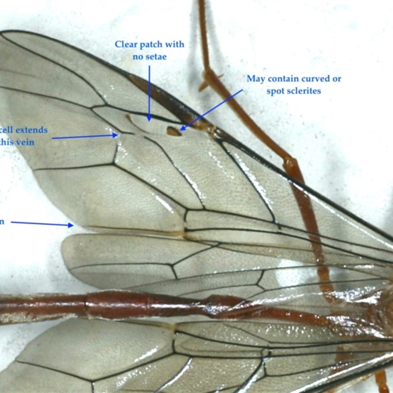 Diagnostic wing venation features