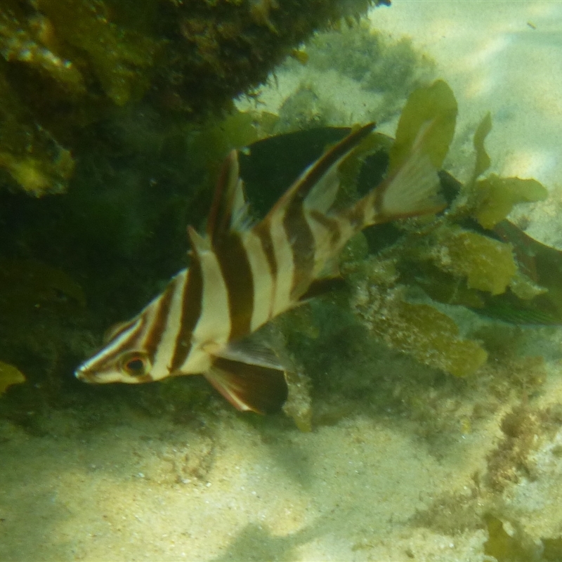 Enoplosus armatus