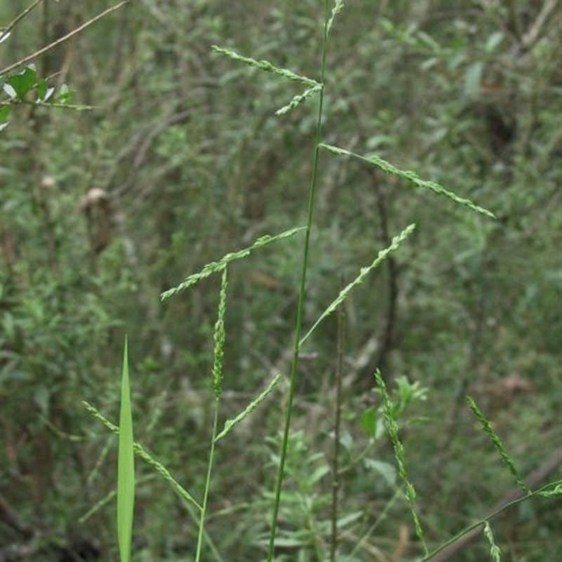 Entolasia marginata