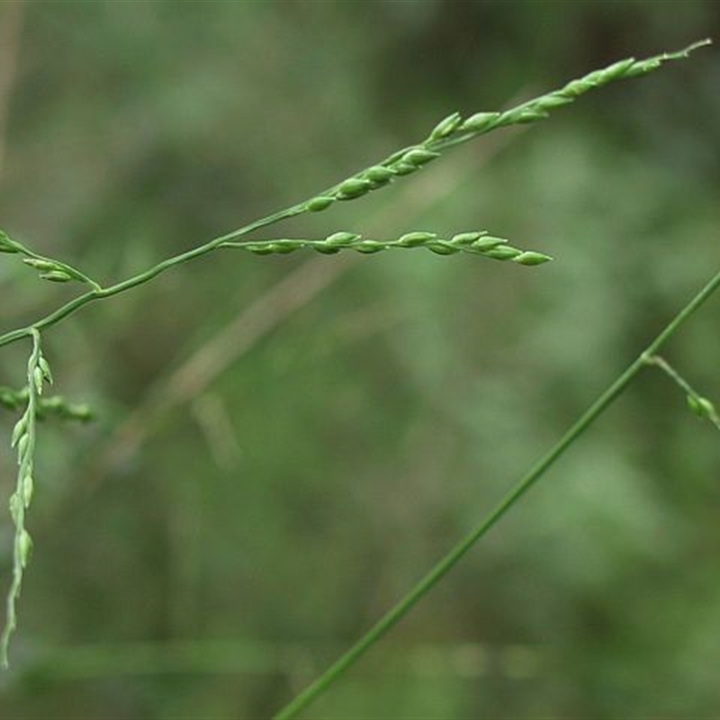 Entolasia marginata