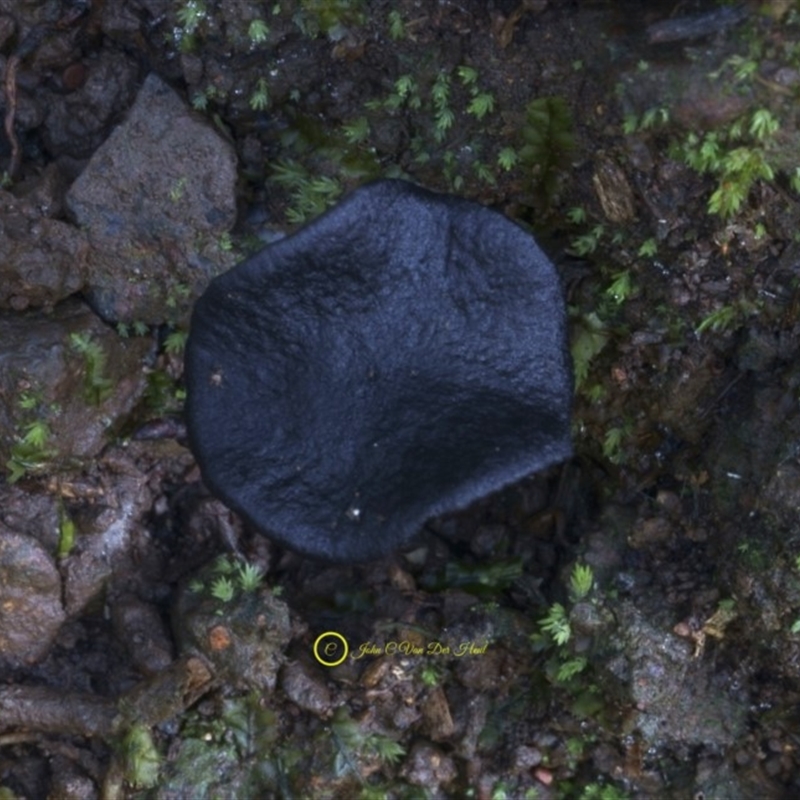 Entoloma discrepans