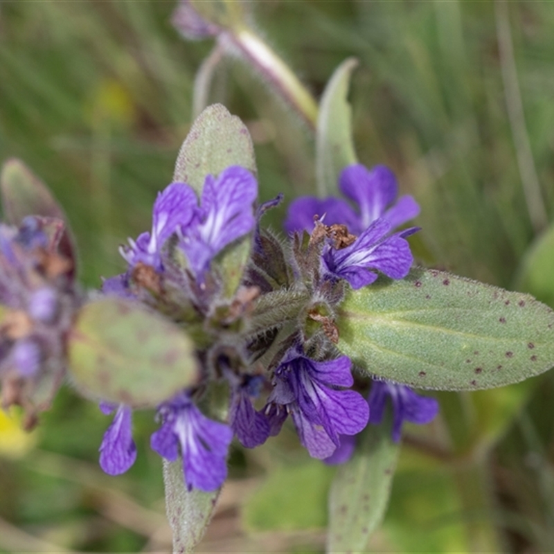 Ajuga australis