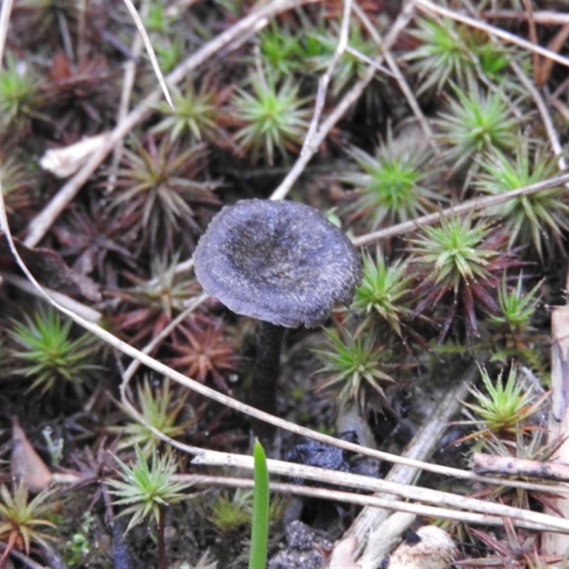 Entoloma sp.