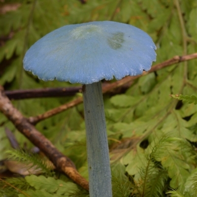 Entoloma virescens