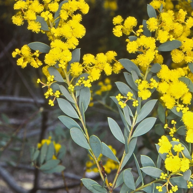 Acacia buxifolia subsp. buxifolia