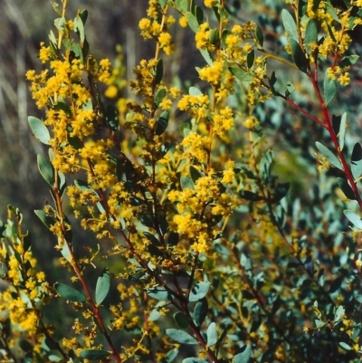 Acacia buxifolia subsp. buxifolia