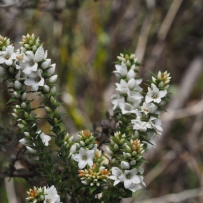 Epacris breviflora