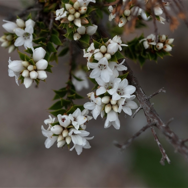 Epacris breviflora