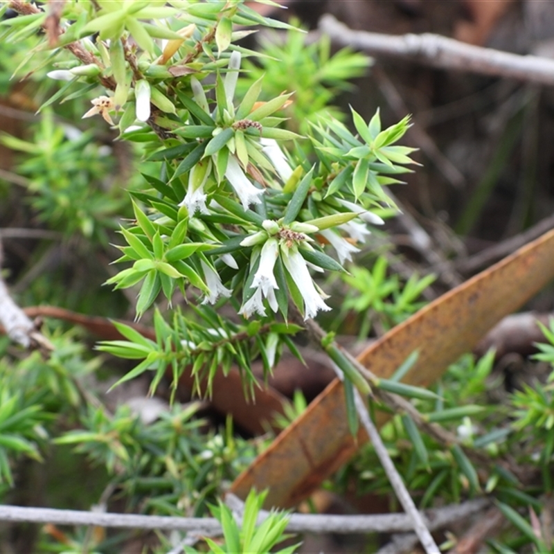 Epacris calvertiana