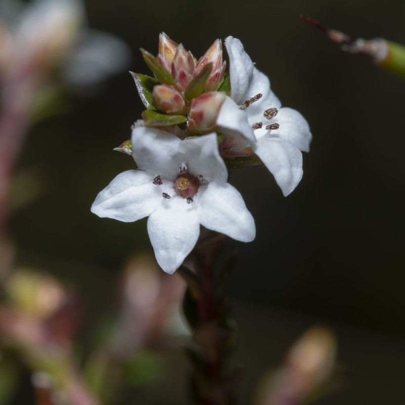 Epacris celata