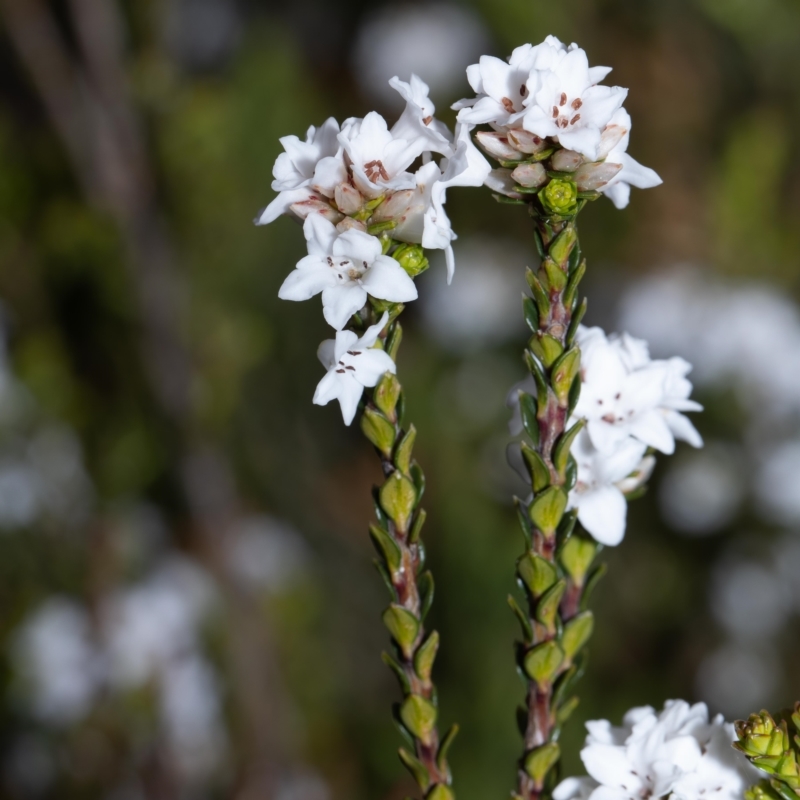 Epacris celata