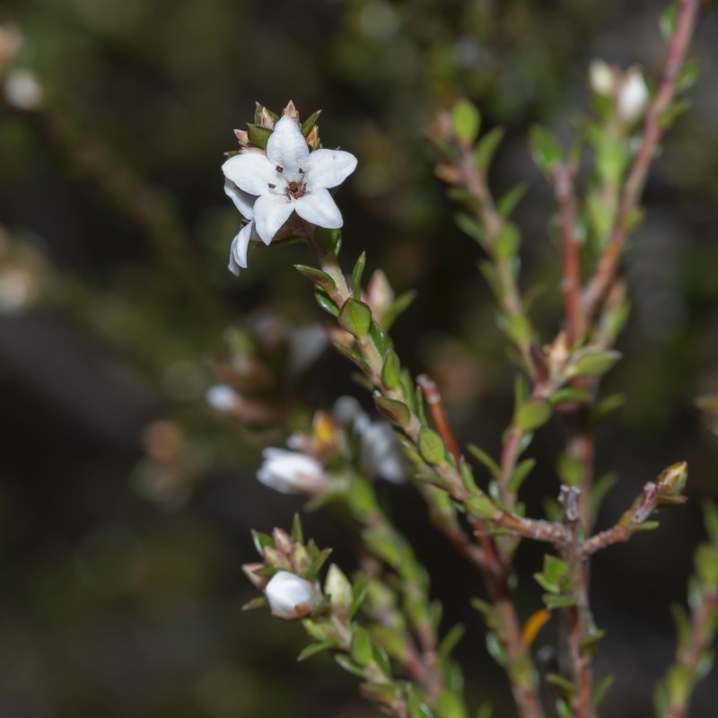 Epacris celata