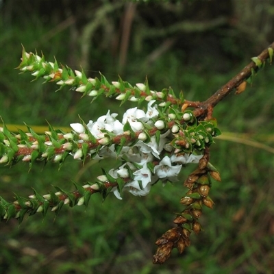 Epacris gunnii