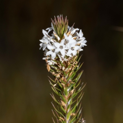 Epacris lanuginosa