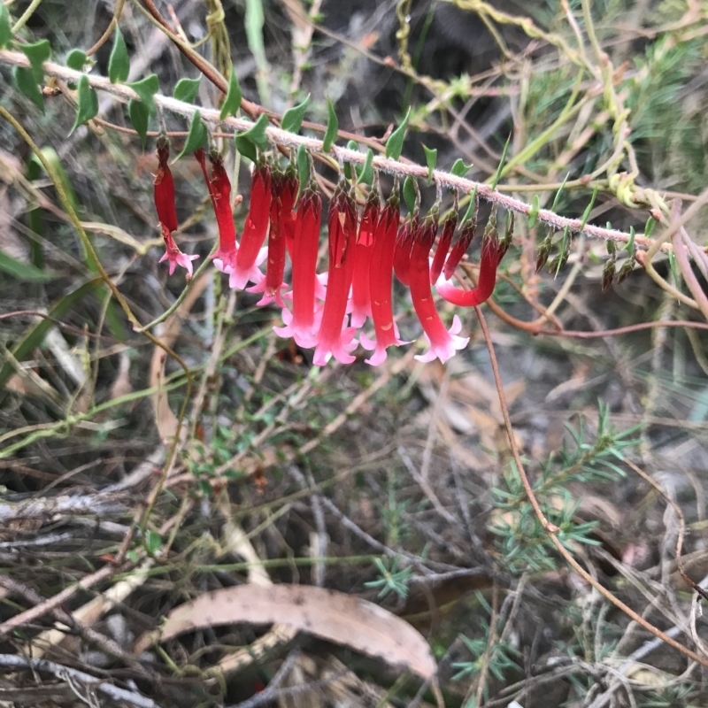 Epacris longiflora