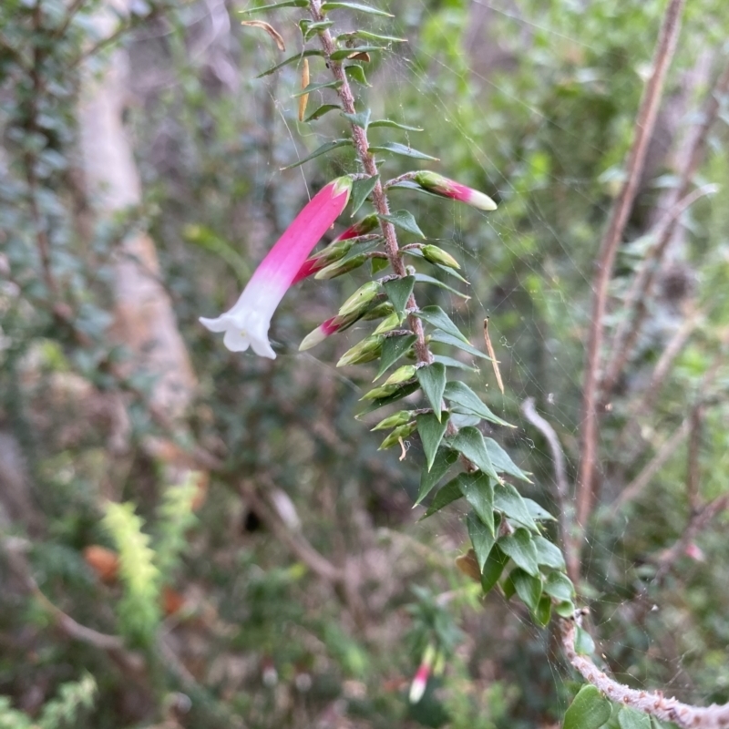 Epacris longiflora