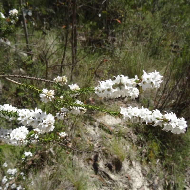 Epacris microphylla