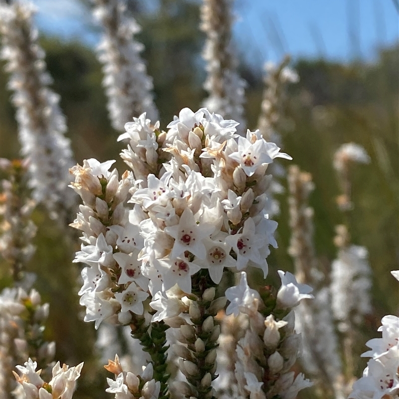 Epacris microphylla