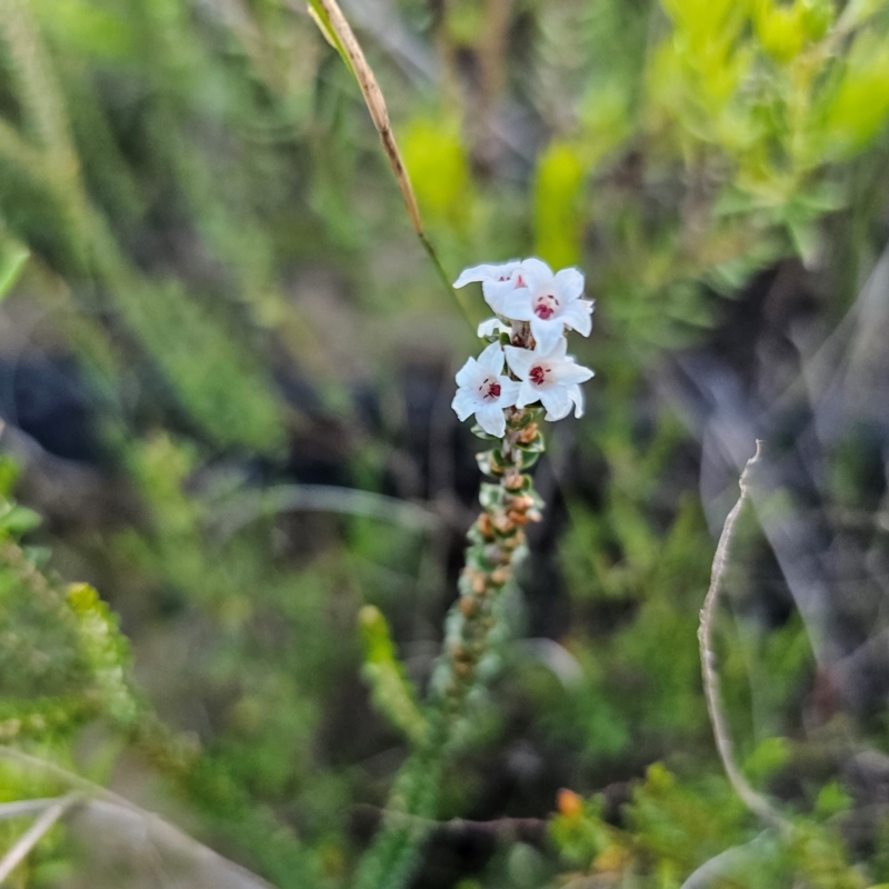 Epacris microphylla var. microphylla