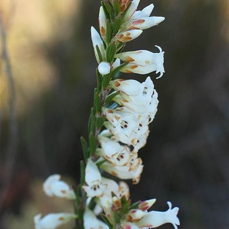 Epacris obtusifolia