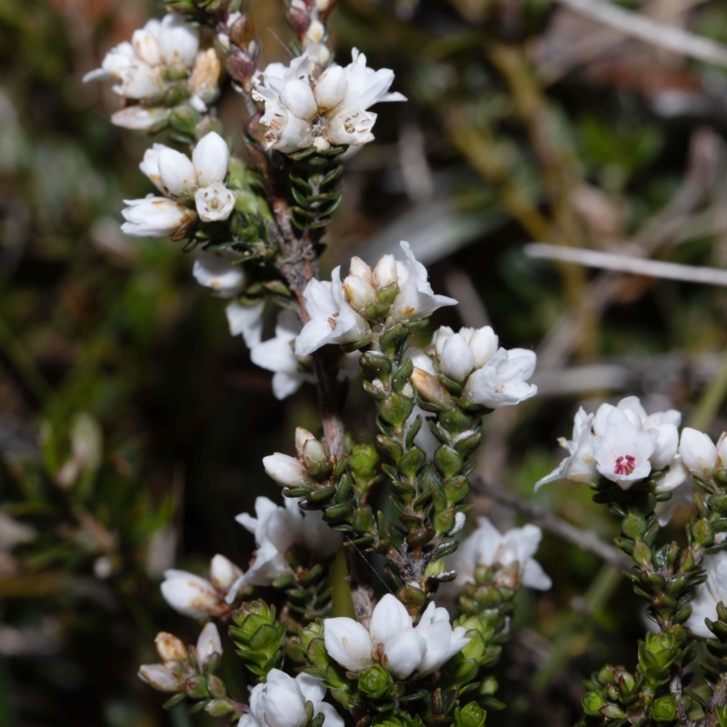 Epacris petrophila