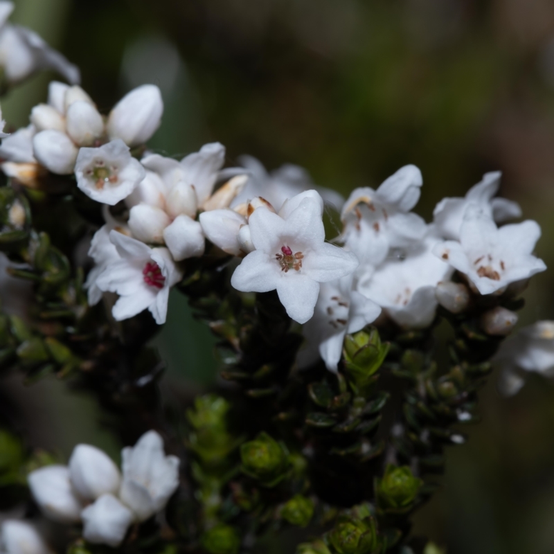 Epacris petrophila