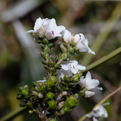 Epacris petrophila