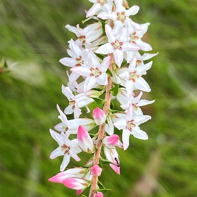 Epacris pulchella