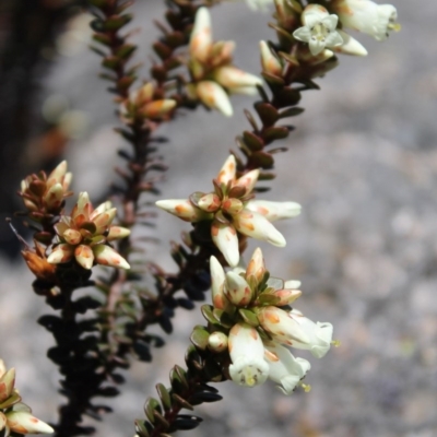 Epacris robusta