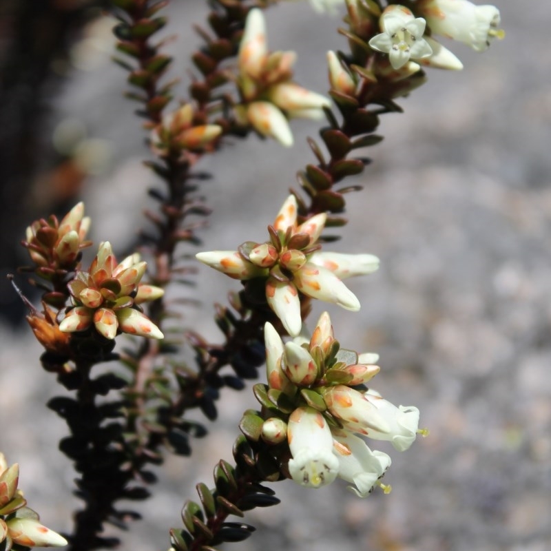 Epacris robusta