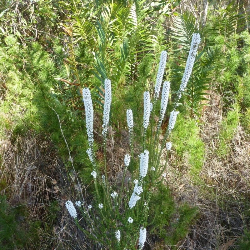 Epacris sp.