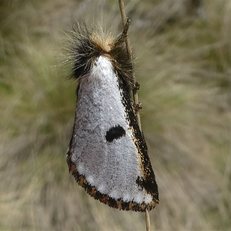 Epicoma melanospila