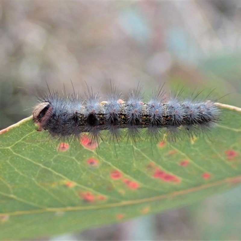 Epicoma melanosticta