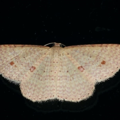 Epicyme rubropunctaria