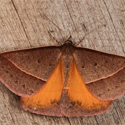 showing some underside