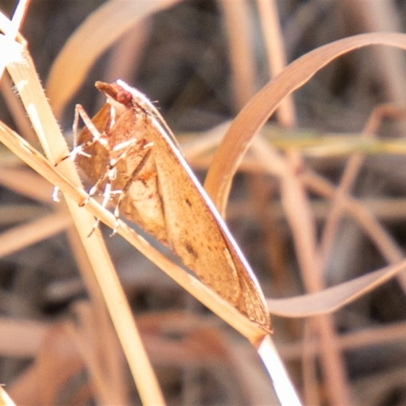 showing some underside