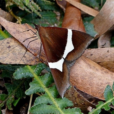 Epidesmia tricolor