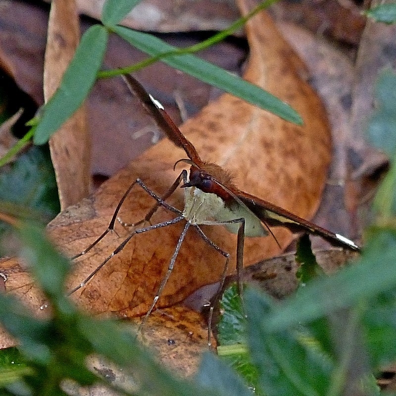 Epidesmia tricolor