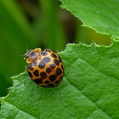 Epilachna sp. (genus)