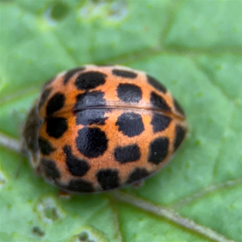 Epilachna sp. (genus)