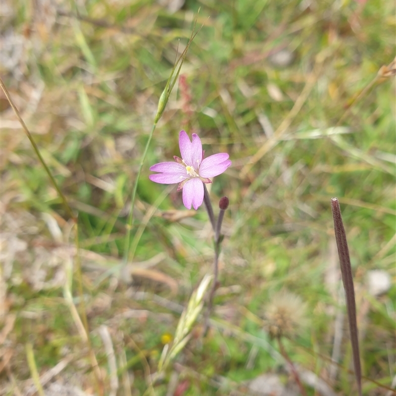 Epilobium billardiereanum subsp. billardiereanum