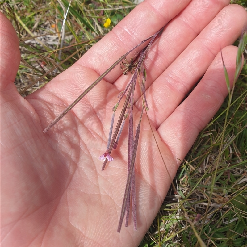 Epilobium billardiereanum subsp. billardiereanum