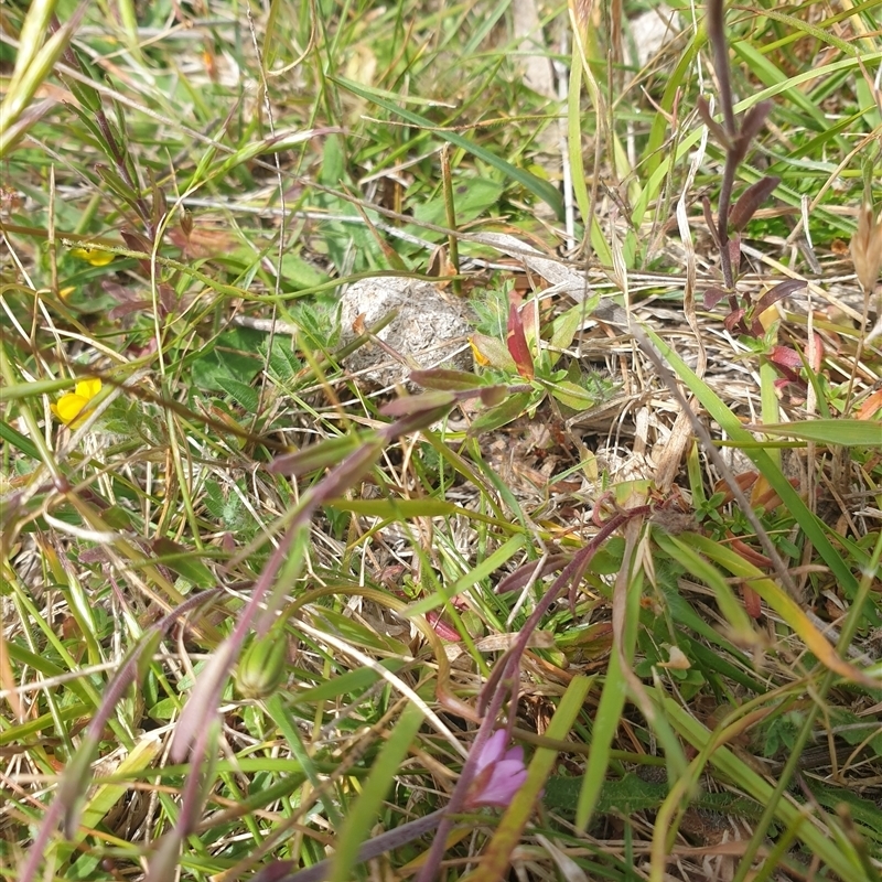 Epilobium billardiereanum subsp. billardiereanum