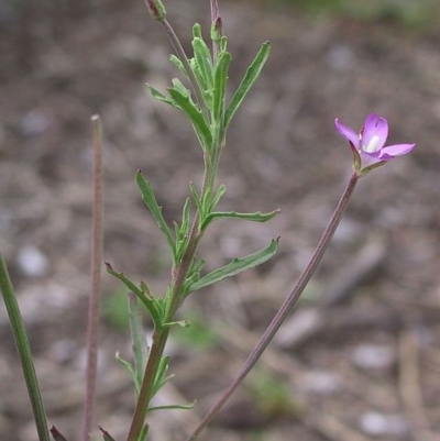 Epilobium billardiereanum subsp. cinereum