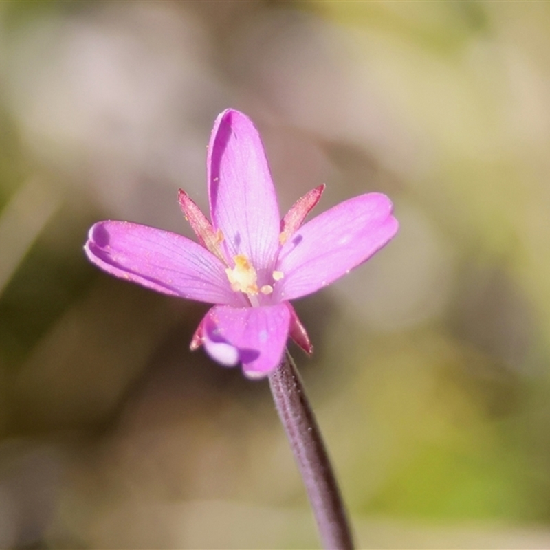 Epilobium billardiereanum subsp. cinereum