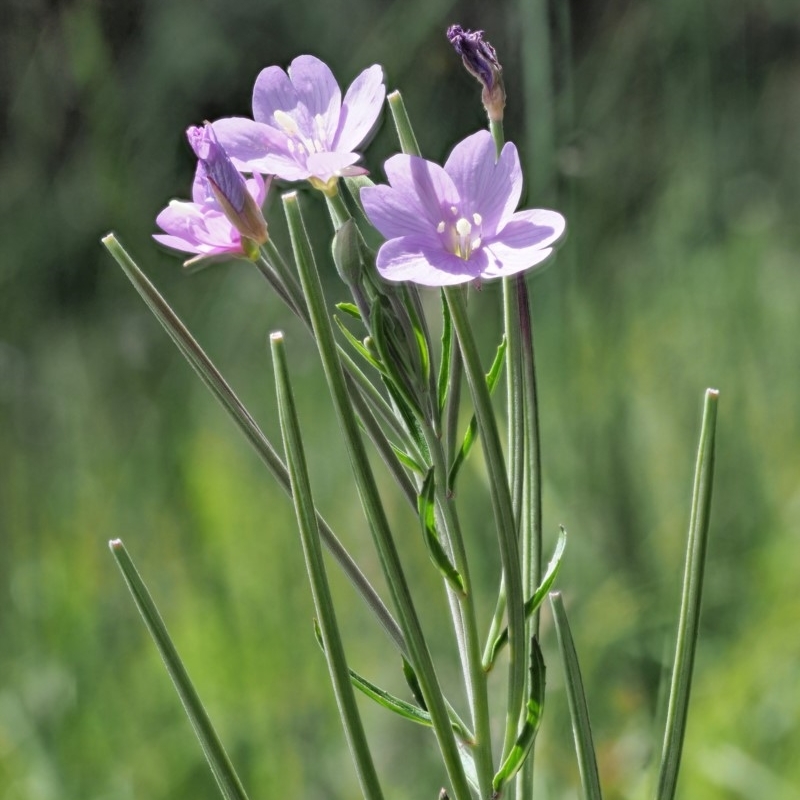 Epilobium billardiereanum subsp. hydrophilum